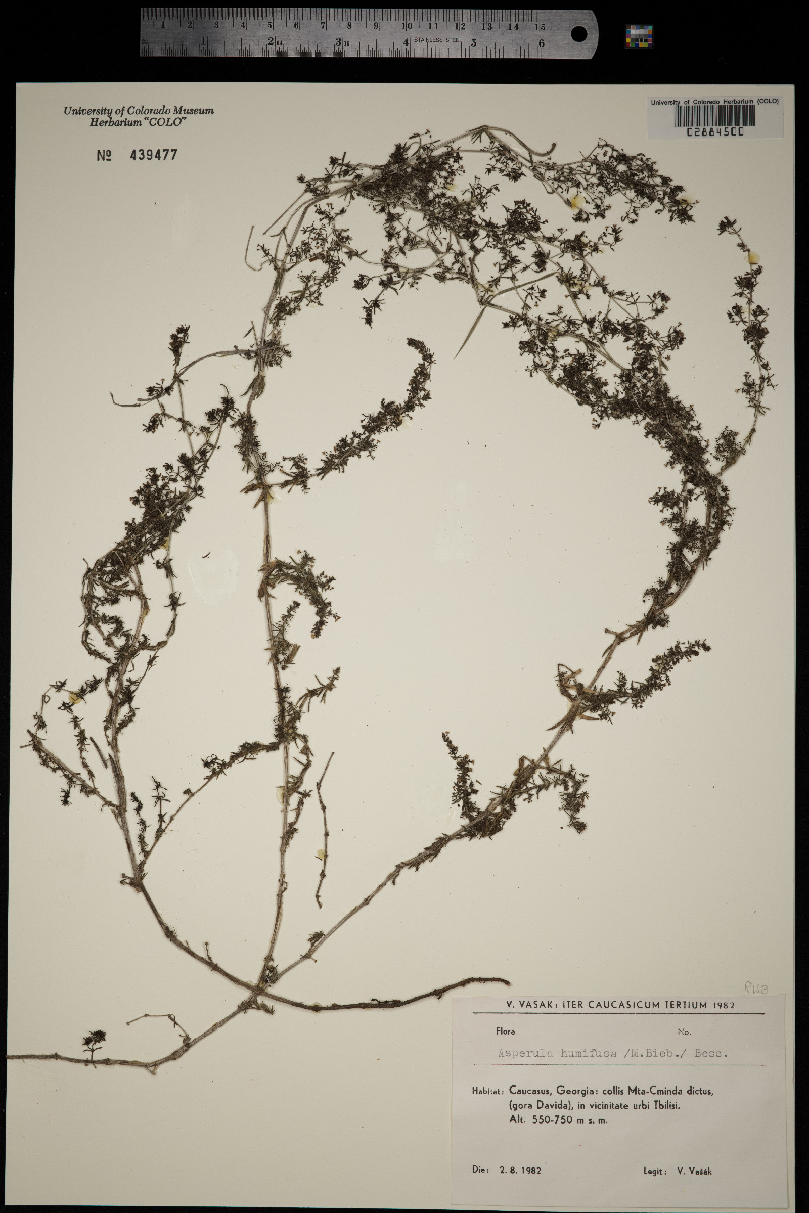 Galium humifusum image