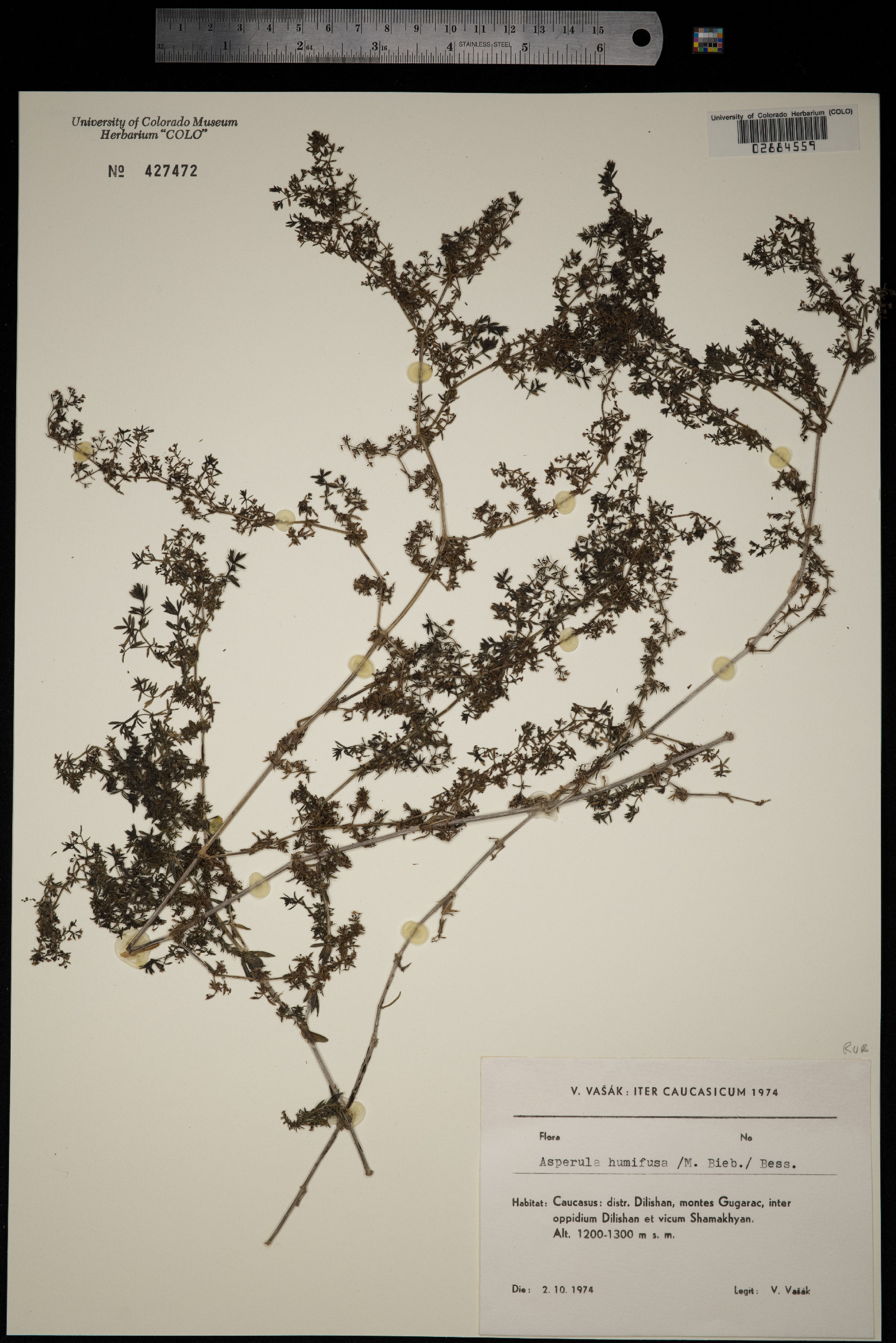 Galium humifusum image