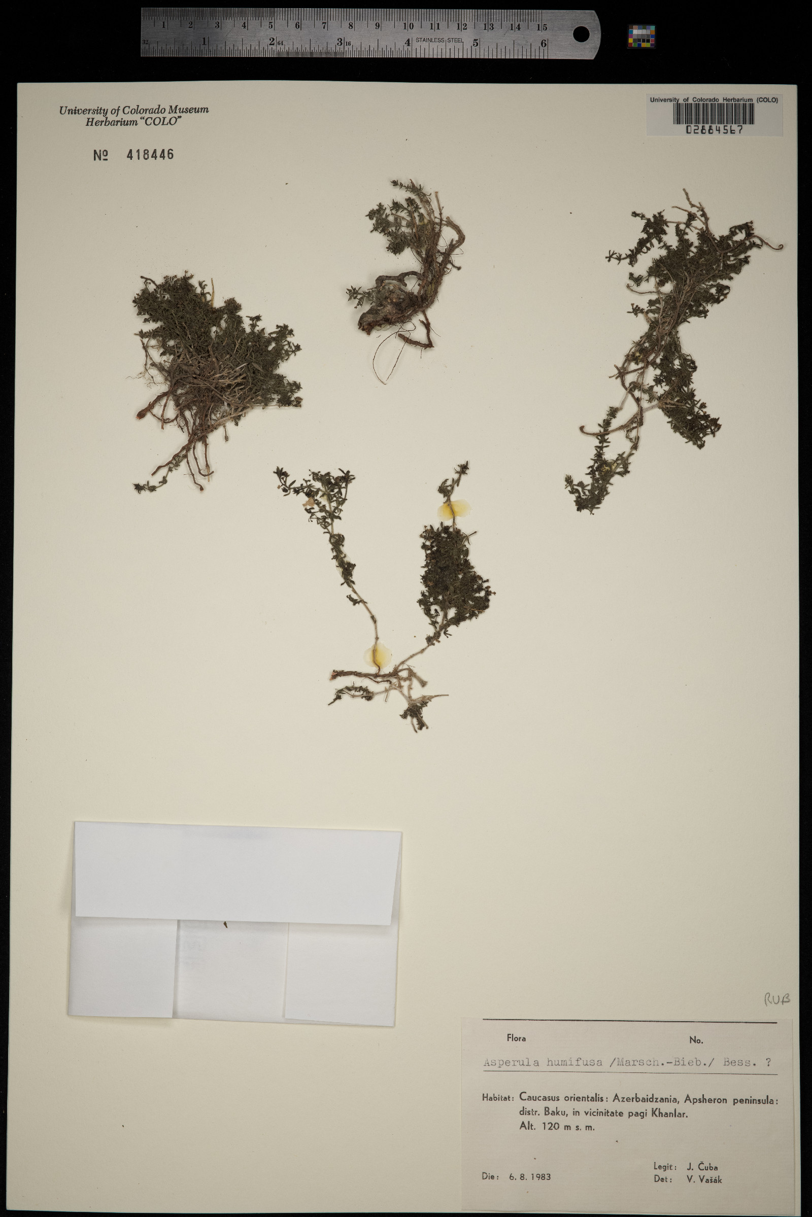 Galium humifusum image