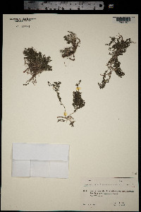Galium humifusum image