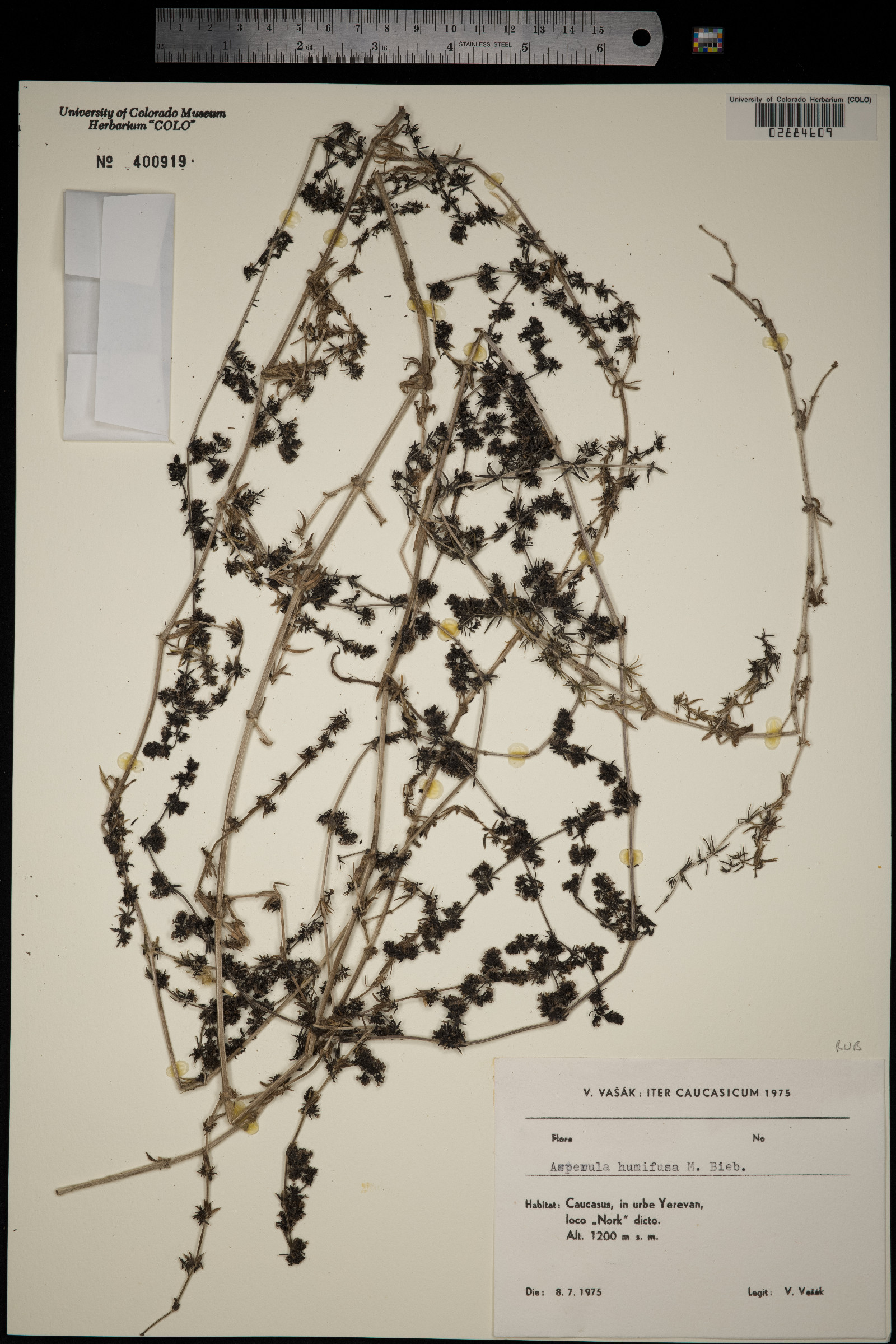 Galium humifusum image