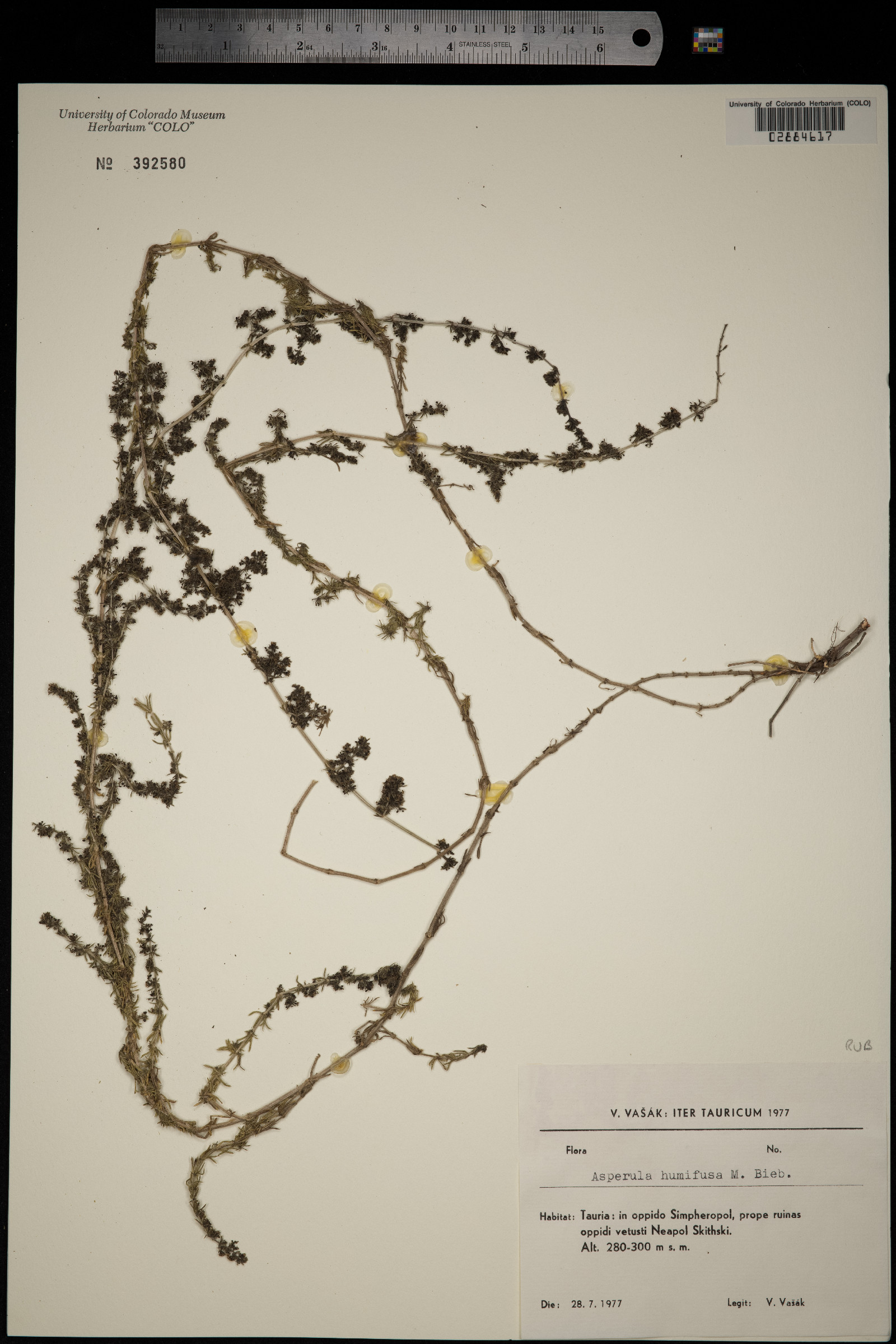 Galium humifusum image