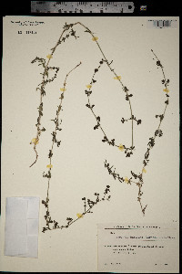 Galium humifusum image