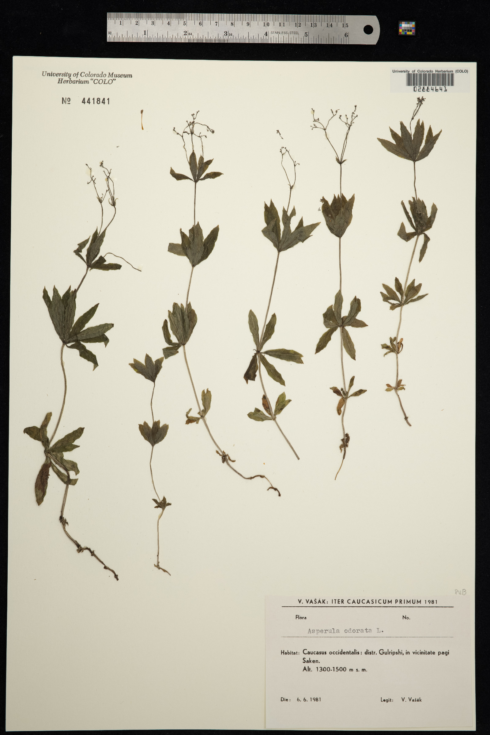 Galium odoratum image