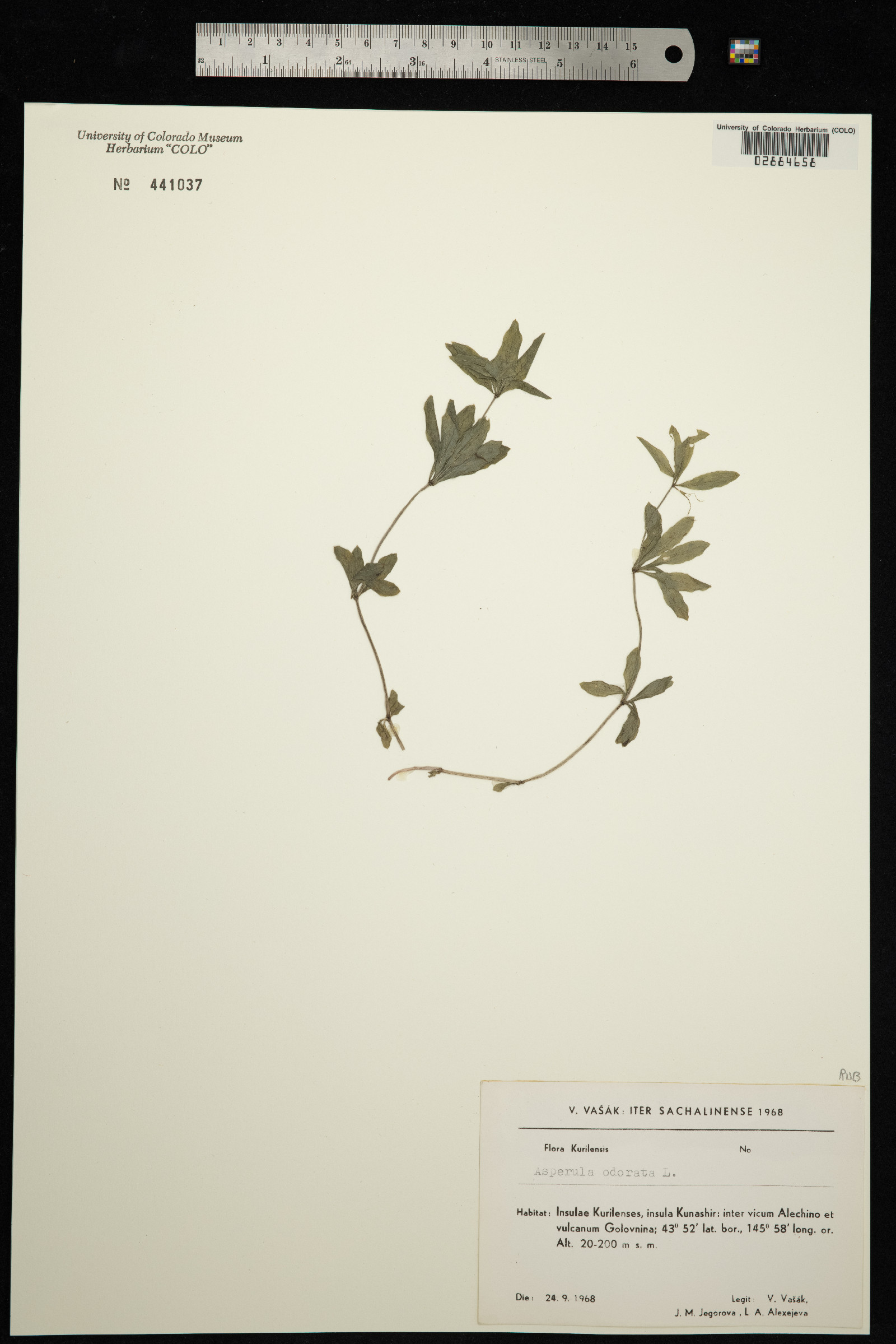 Galium odoratum image