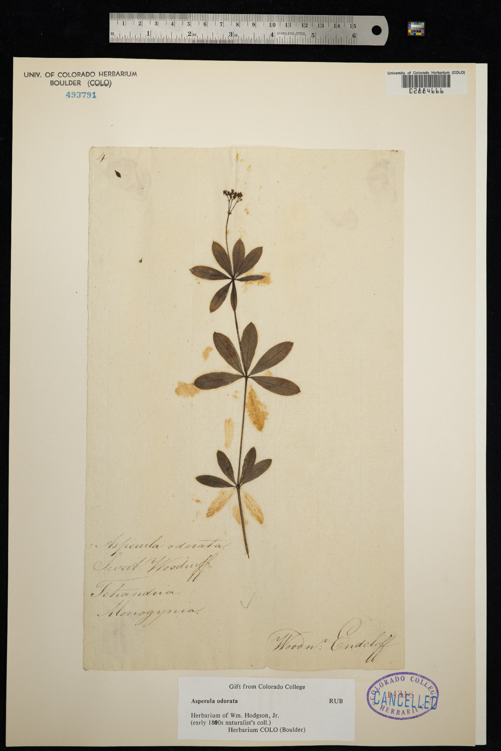 Galium odoratum image