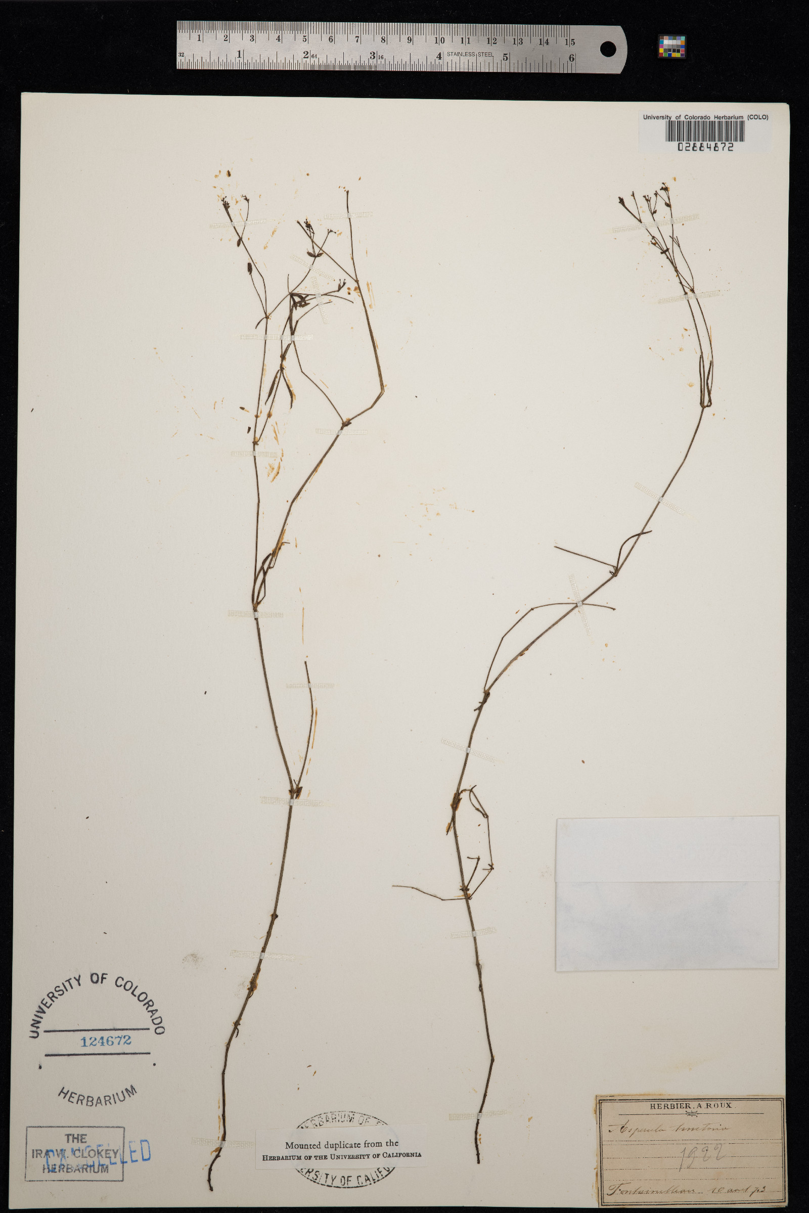 Galium tinctorium image