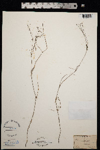Galium tinctorium image