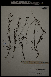 Galium tinctorium image