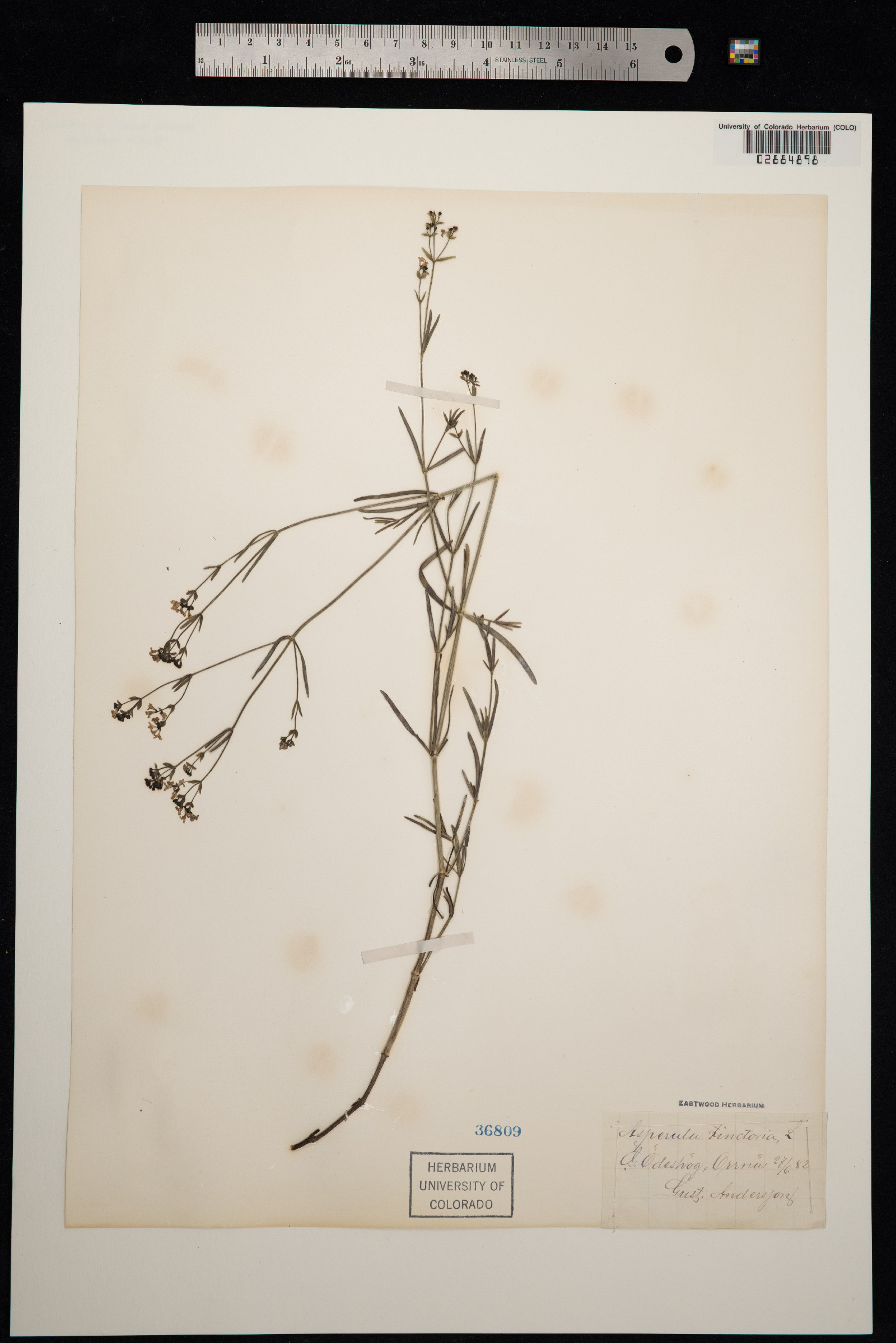 Galium tinctorium image