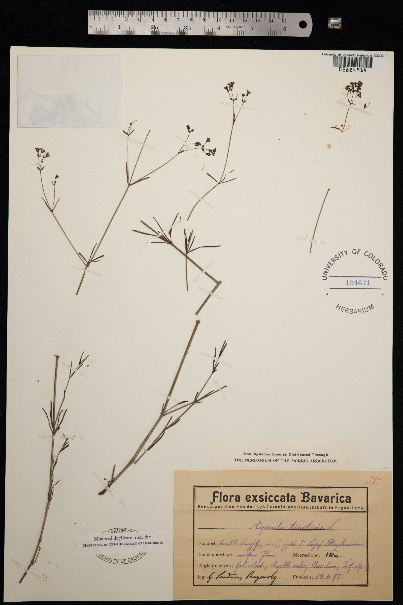 Galium tinctorium image