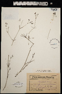 Galium tinctorium image
