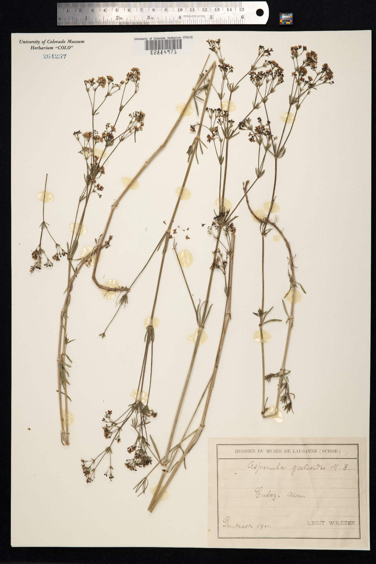 Galium glaucum image