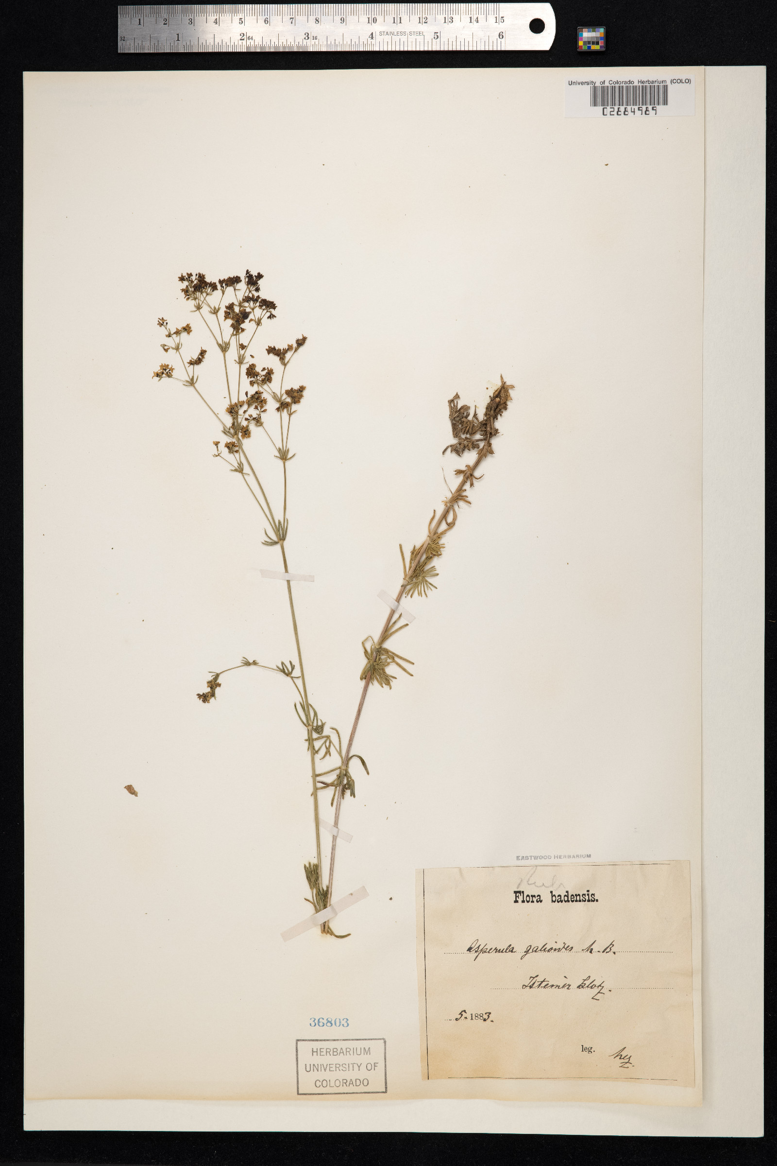 Galium glaucum image