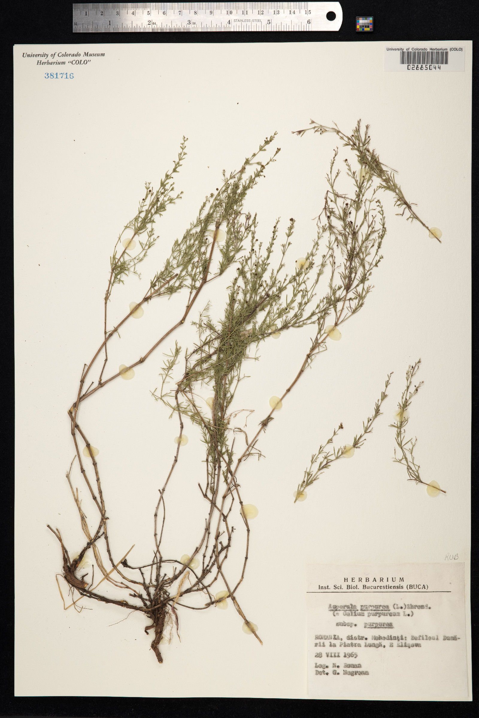 Asperula purpurea image
