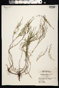 Image of Asperula purpurea