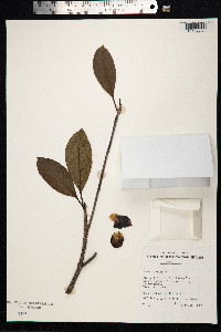 Image of Bobea elatior
