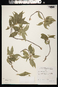 Image of Bobea sandwicensis