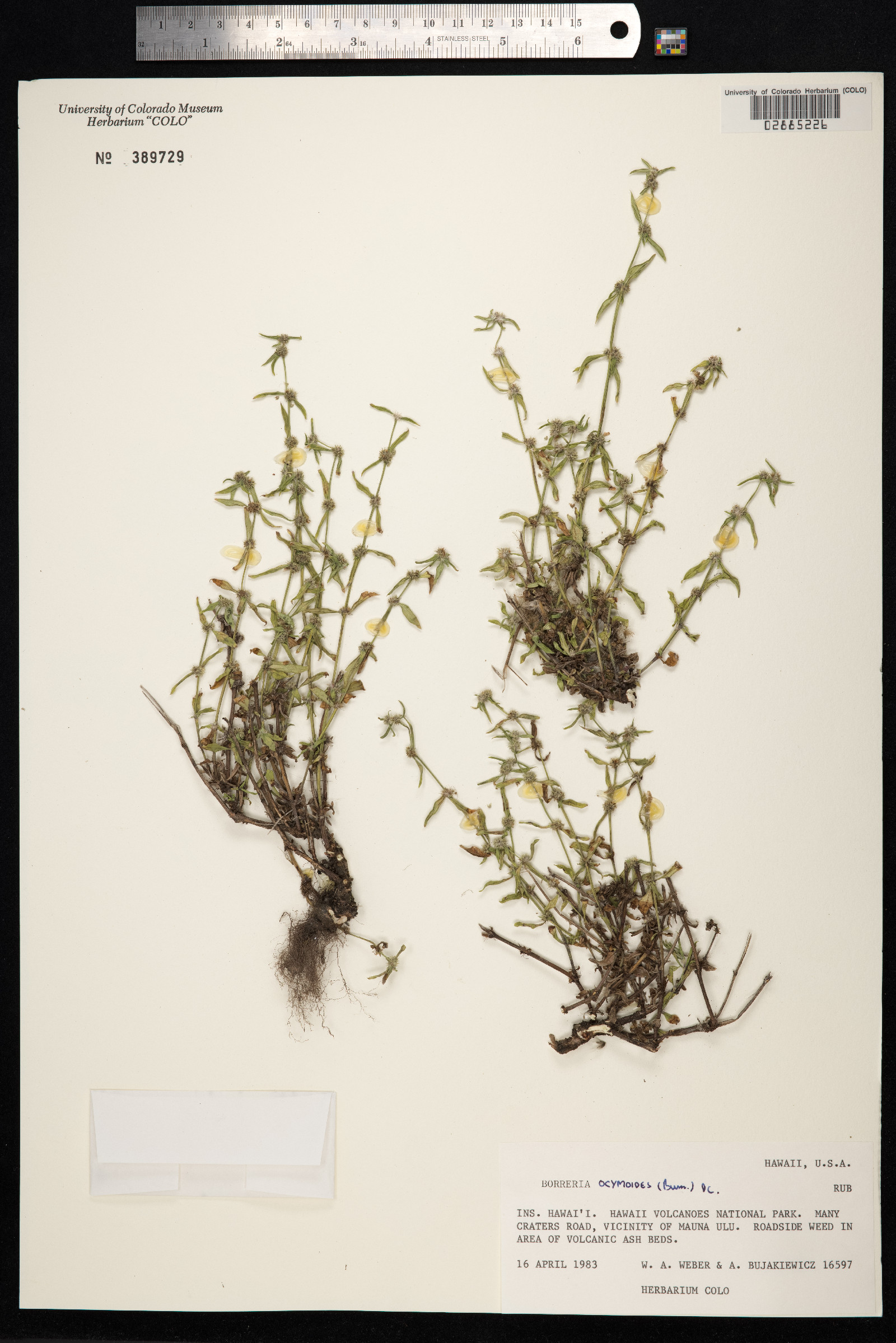 Spermacoce prostrata image