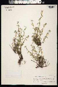 Spermacoce prostrata image