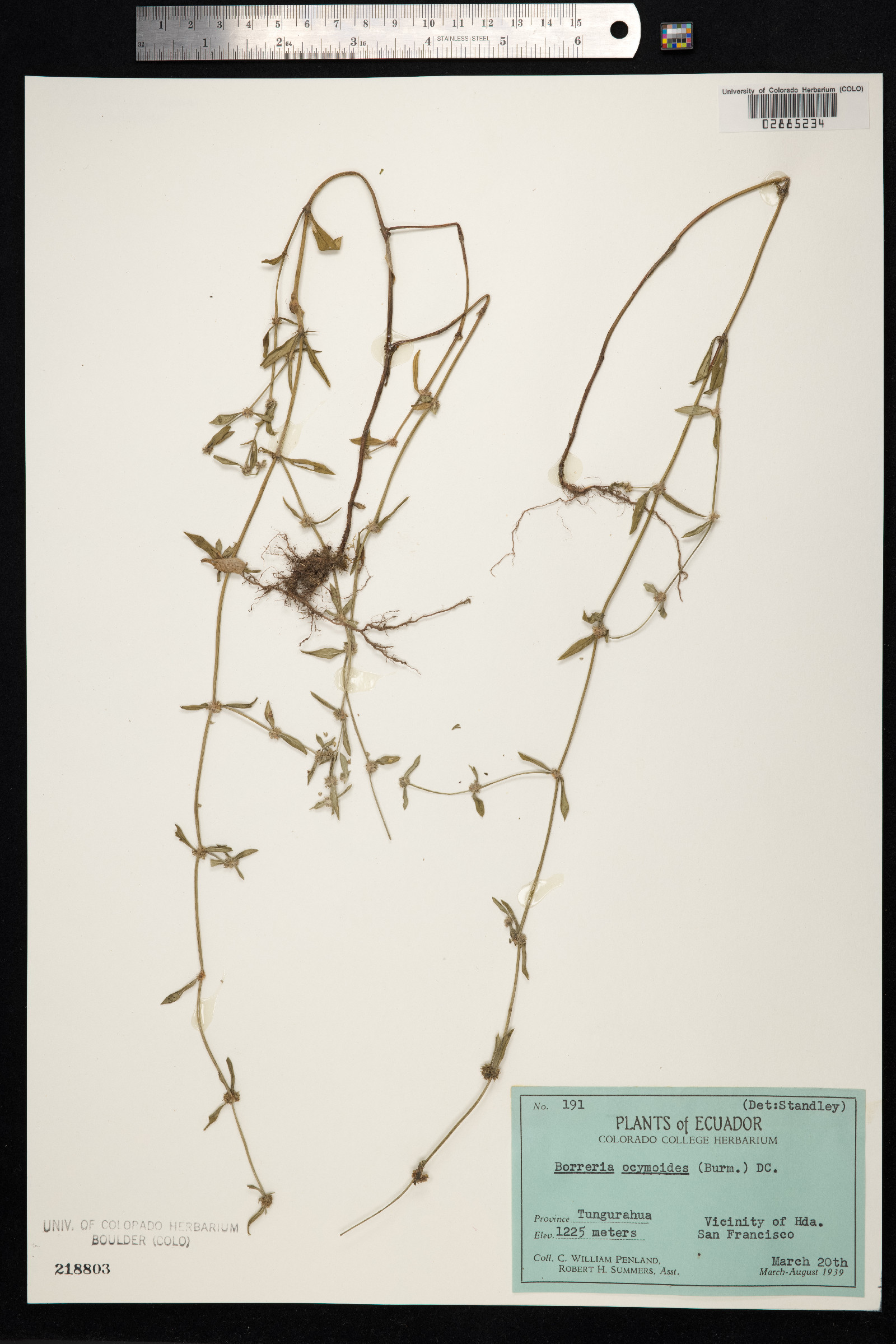 Spermacoce prostrata image