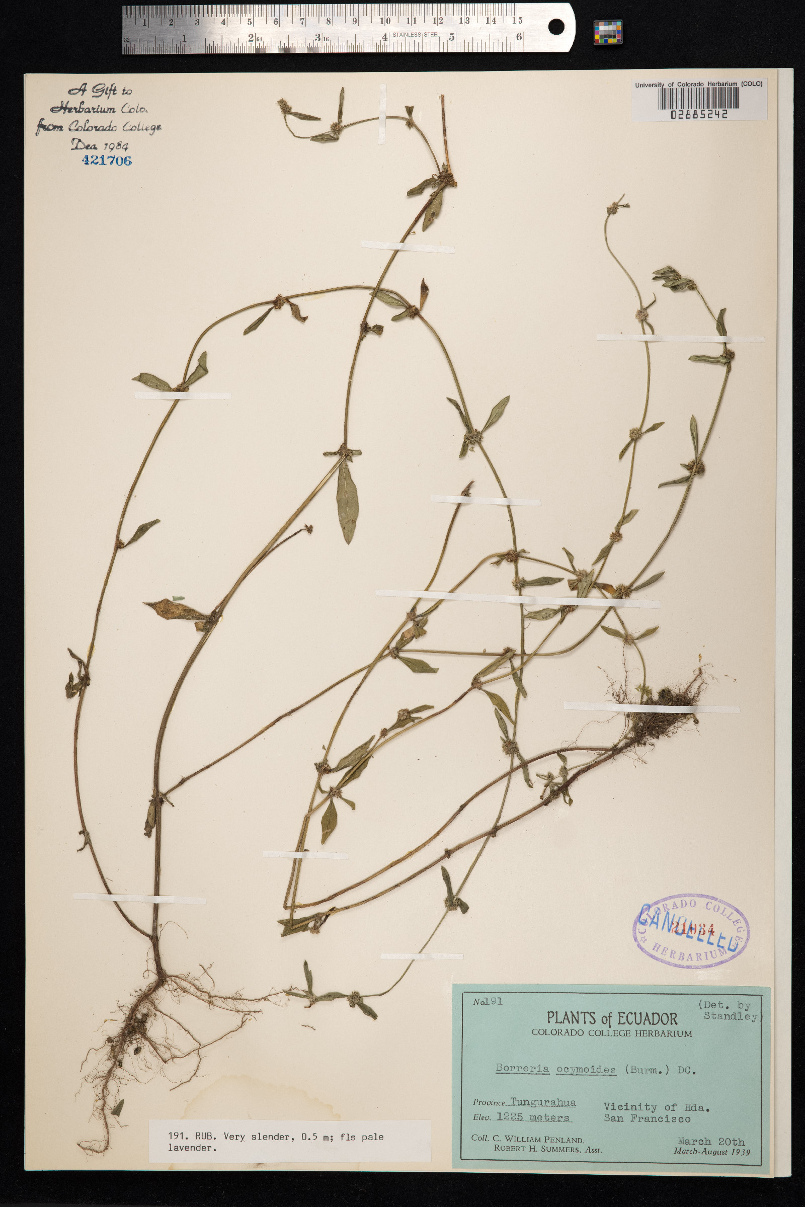 Spermacoce prostrata image