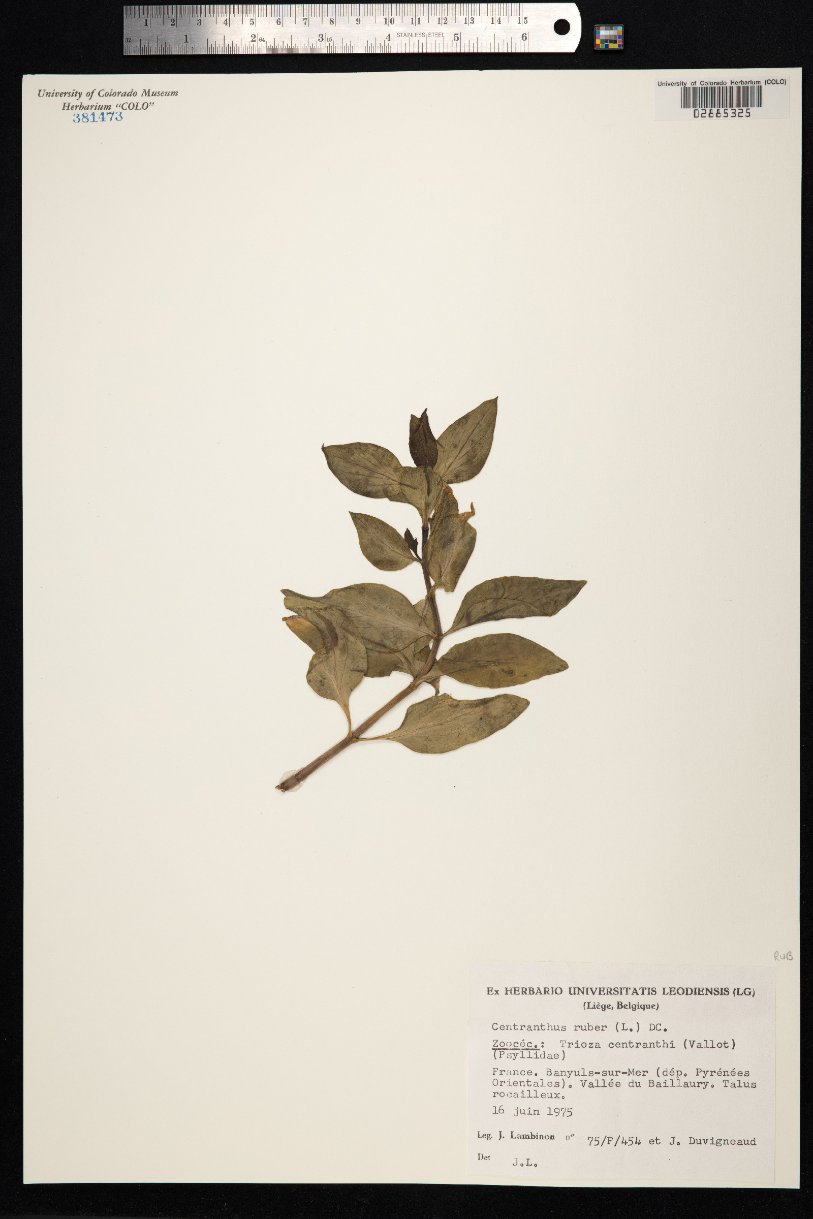 Centranthus ruber image