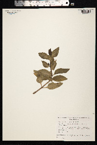 Centranthus ruber image