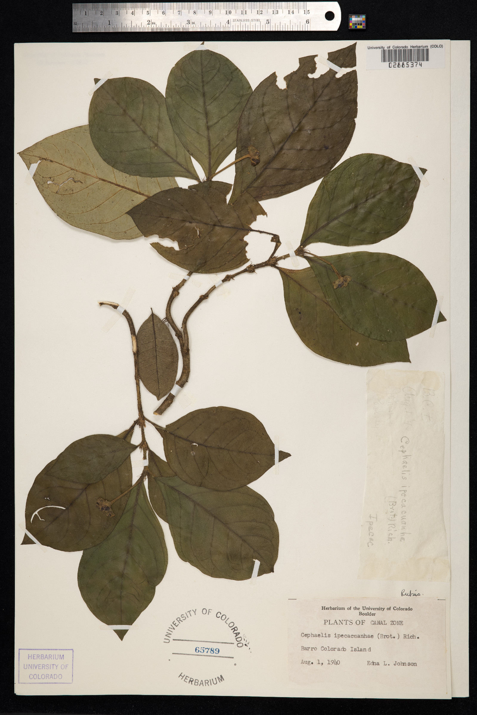 Carapichea ipecacuanha image