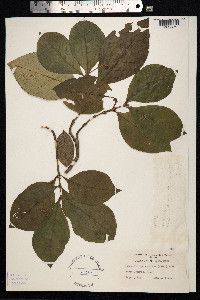 Image of Carapichea ipecacuanha