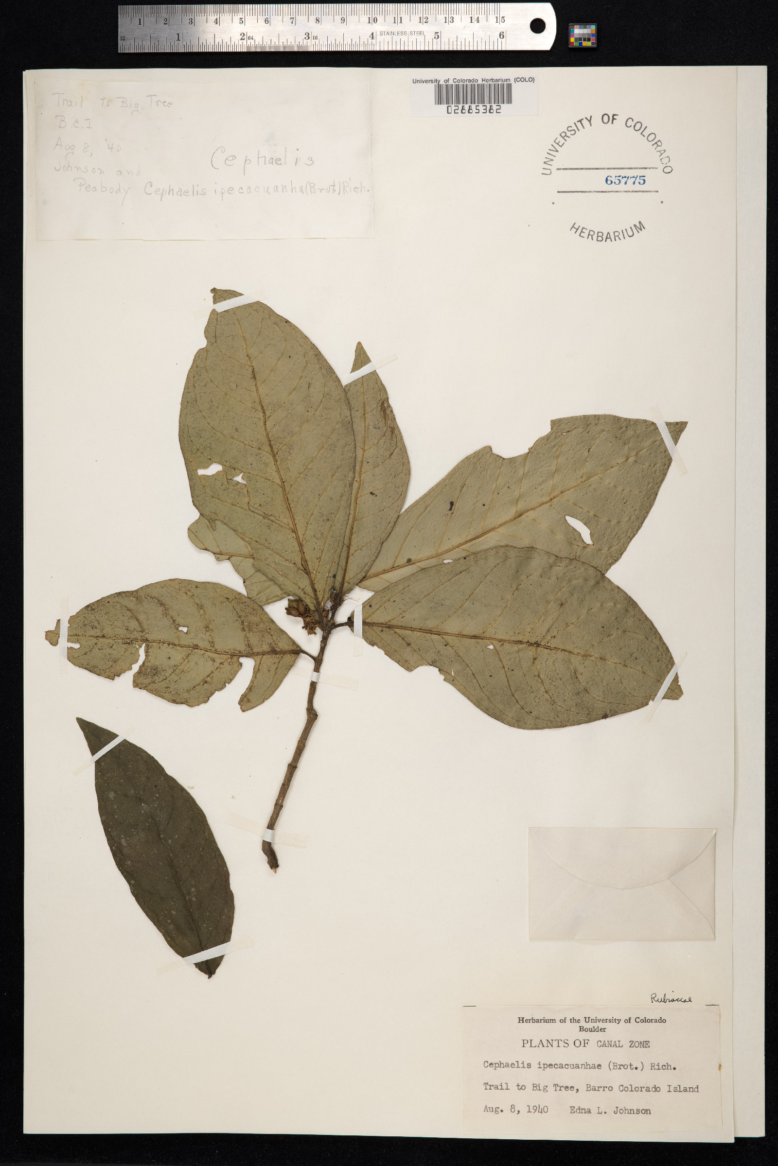 Carapichea ipecacuanha image