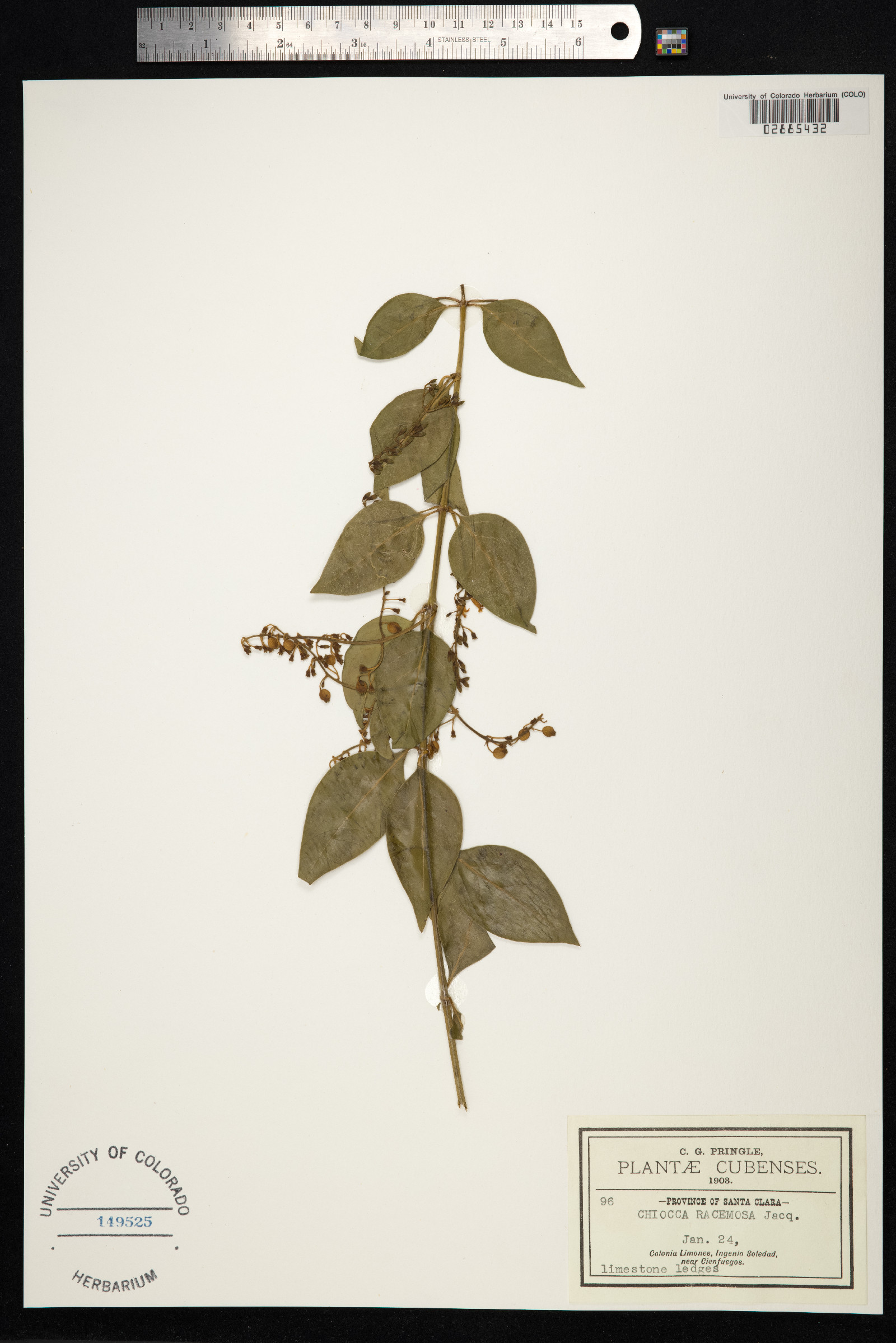 Chiococca alba image