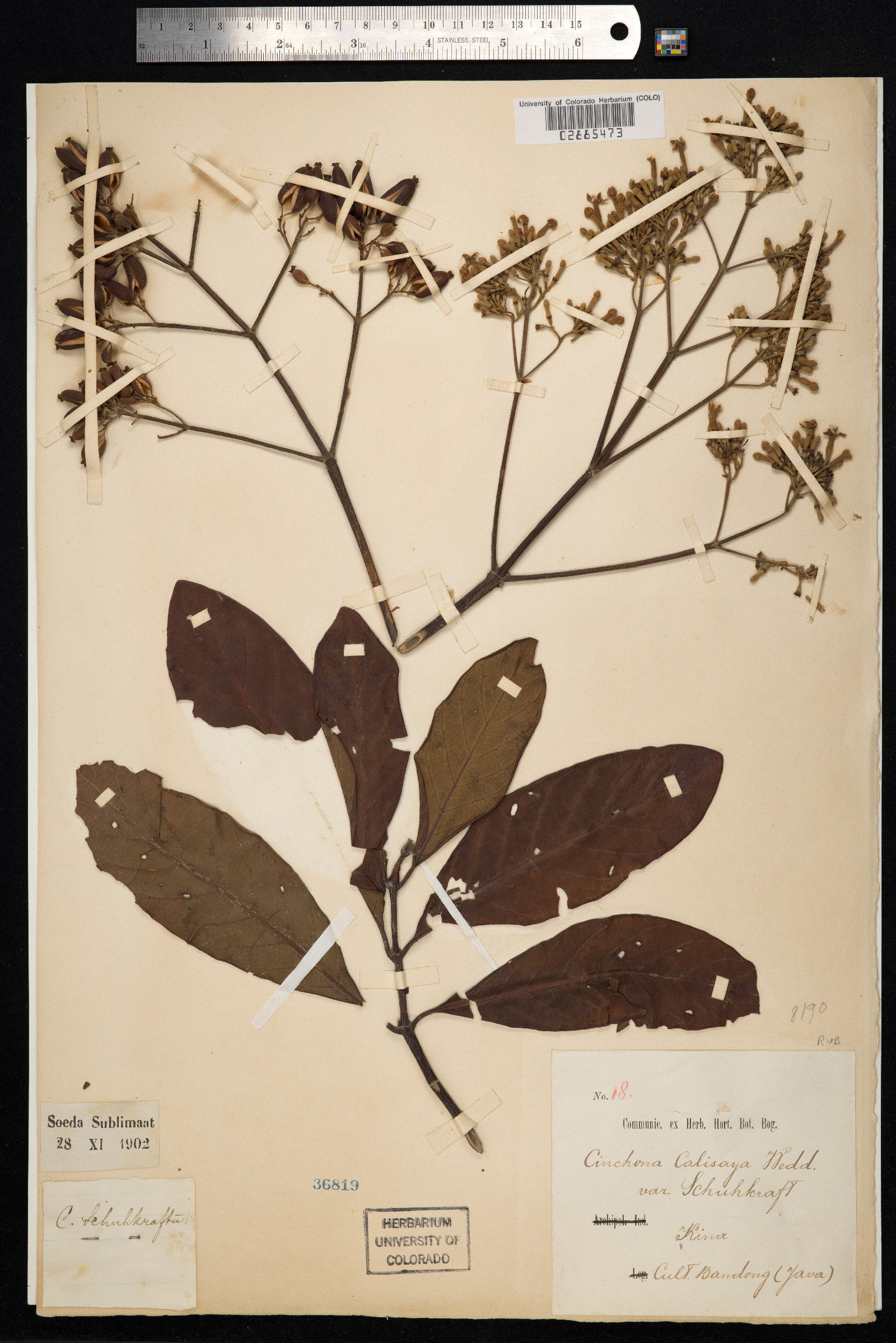 Cinchona calisaya image
