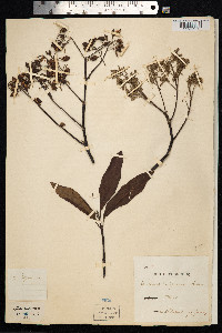 Image of Cinchona calisaya