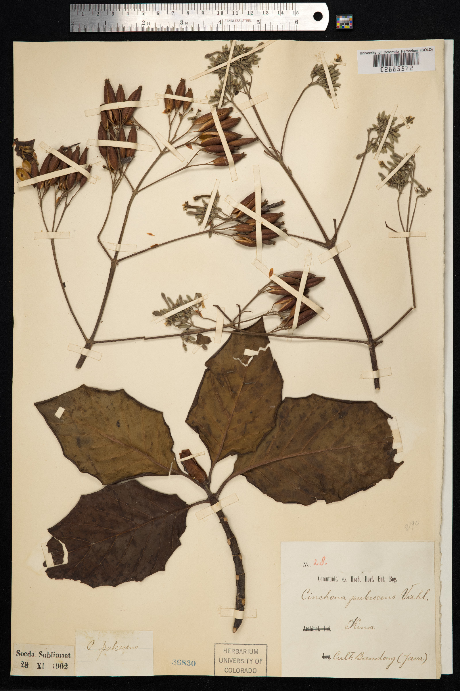 Cinchona pubescens image