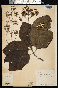 Cinchona pubescens image