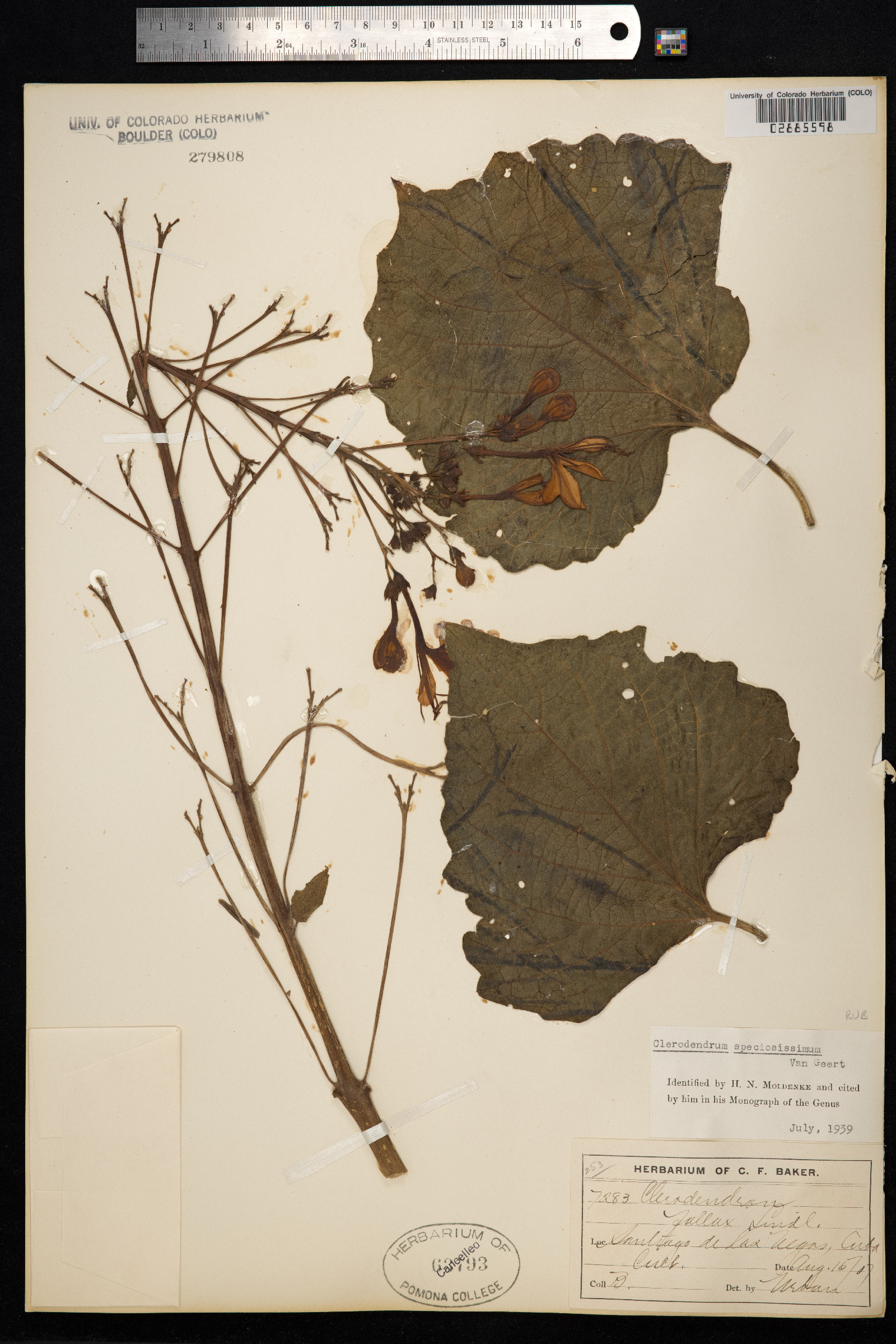 Clerodendrum speciosissimum image
