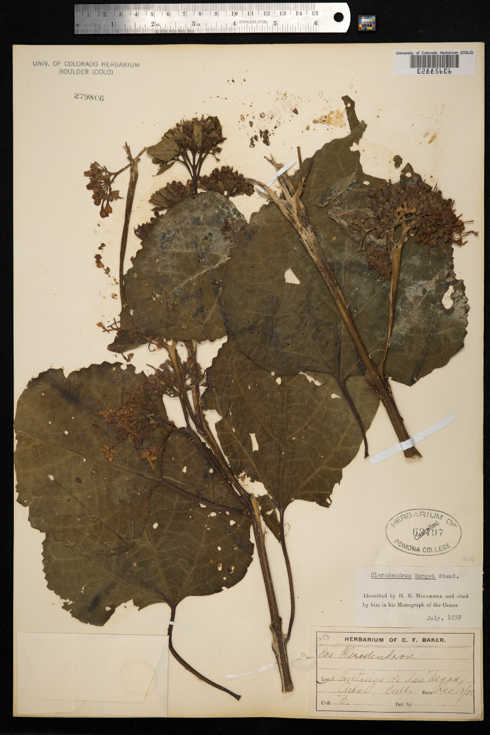 Clerodendrum bungei image