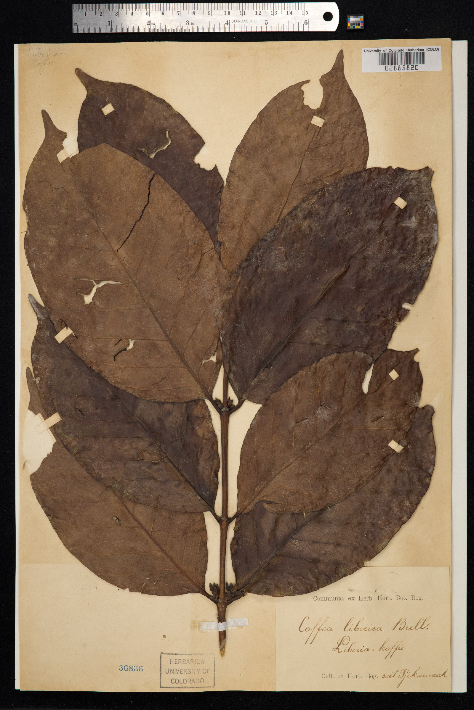 Coffea image