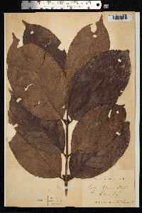 Image of Coffea liberica