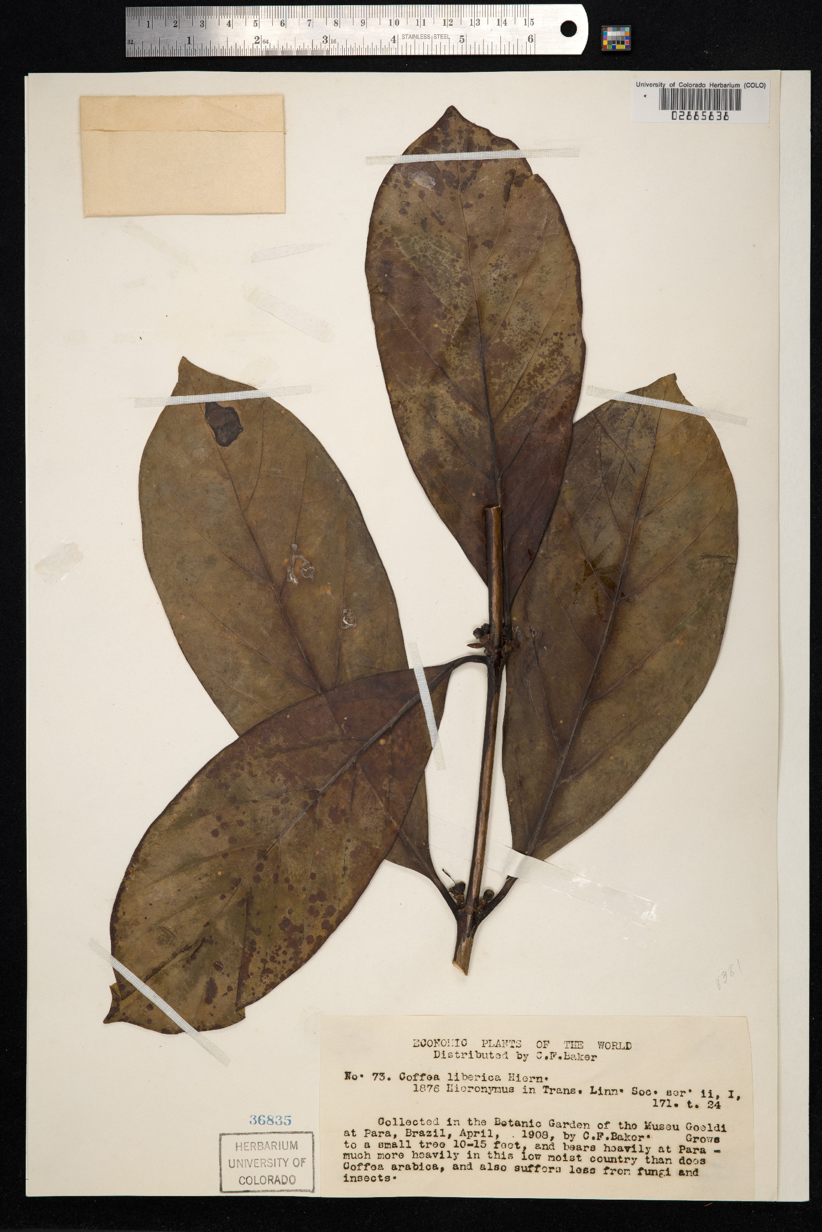 Coffea liberica image