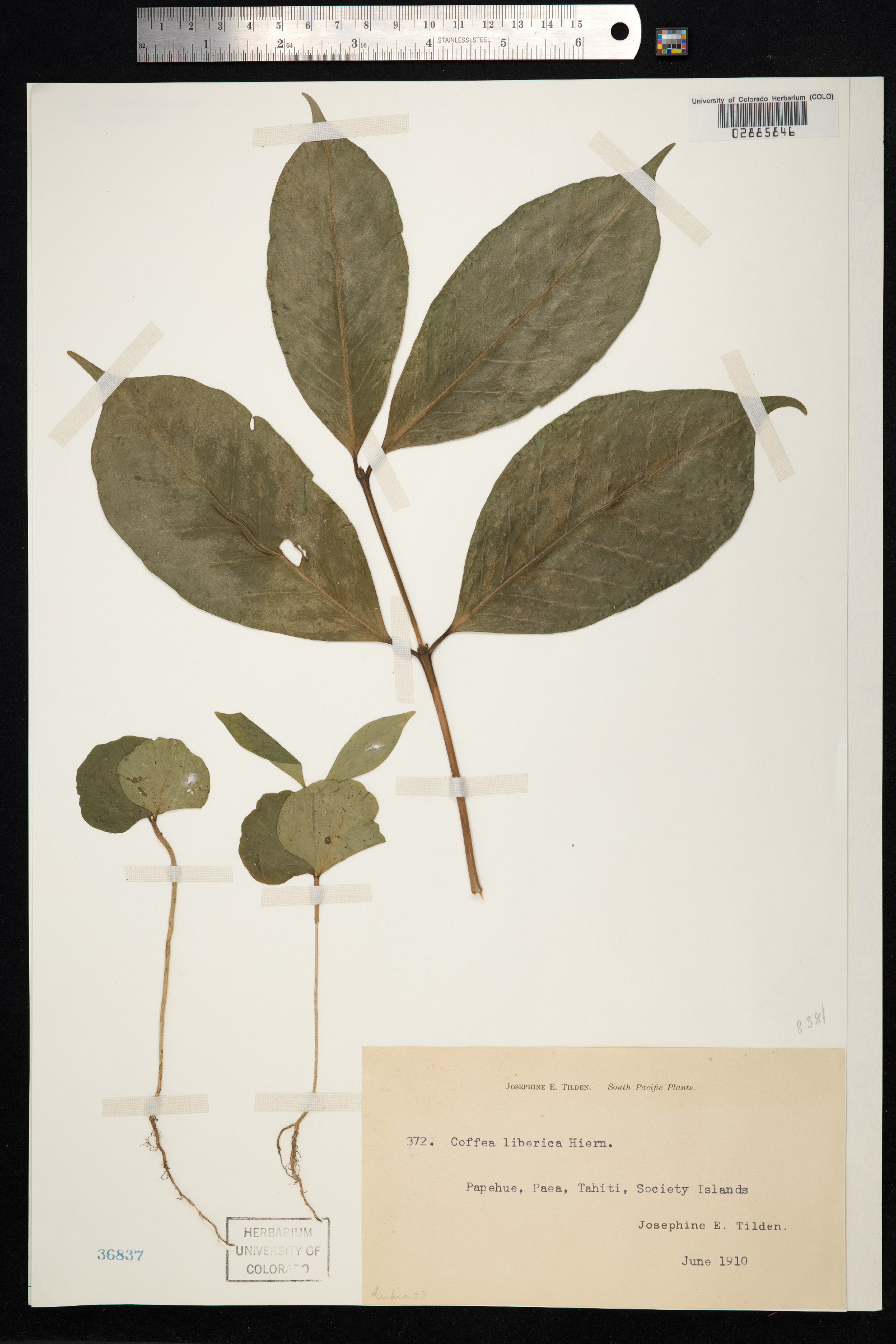 Coffea liberica image