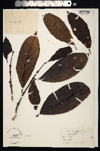 Coffea liberica image