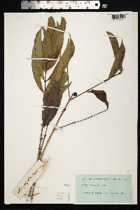 Image of Coffea stenophylla