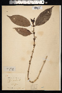 Image of Coffea arabica