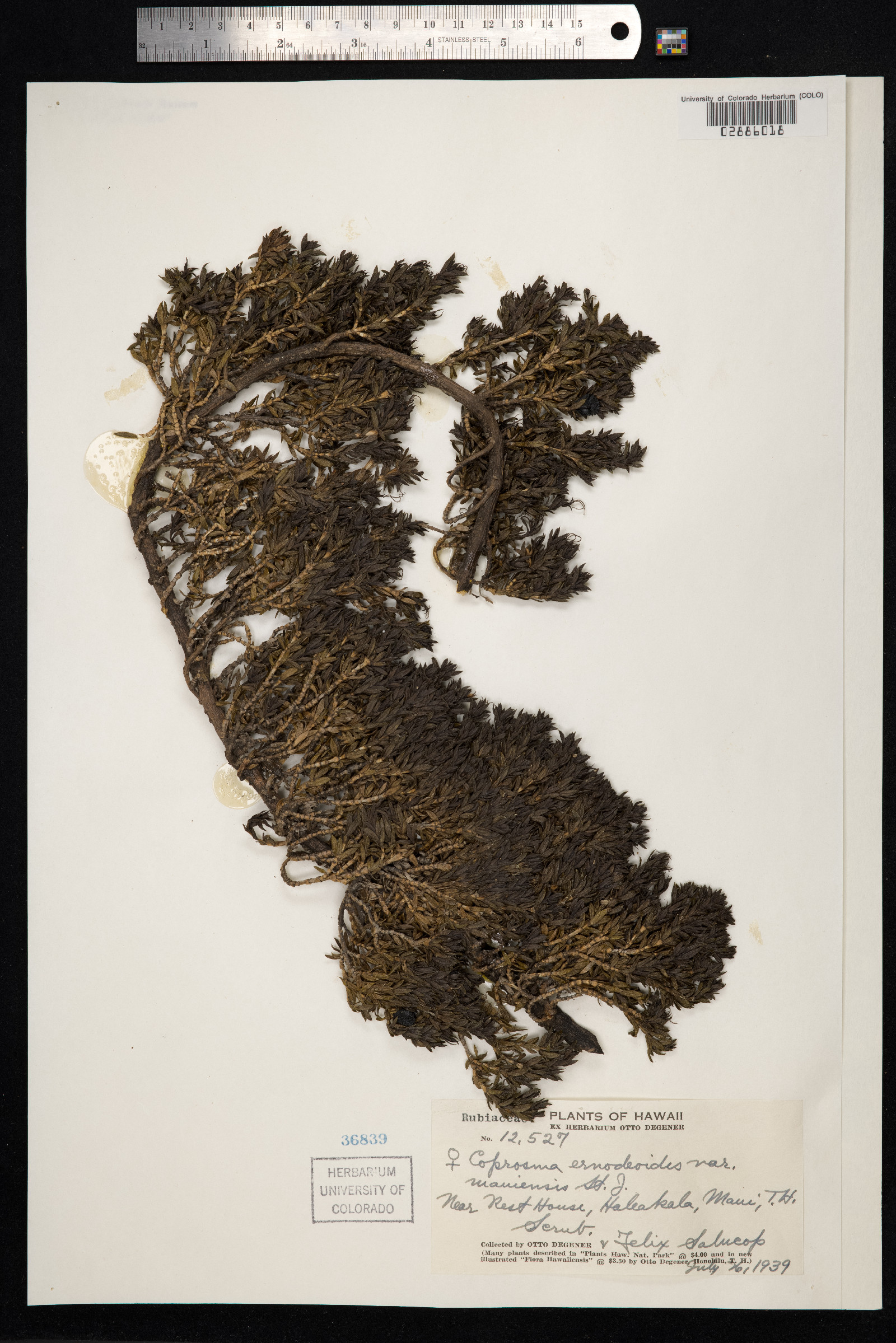 Coprosma ernodeoides image