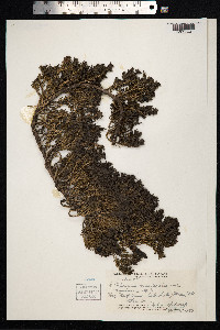 Coprosma ernodeoides image