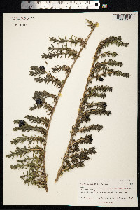 Coprosma ernodeoides image