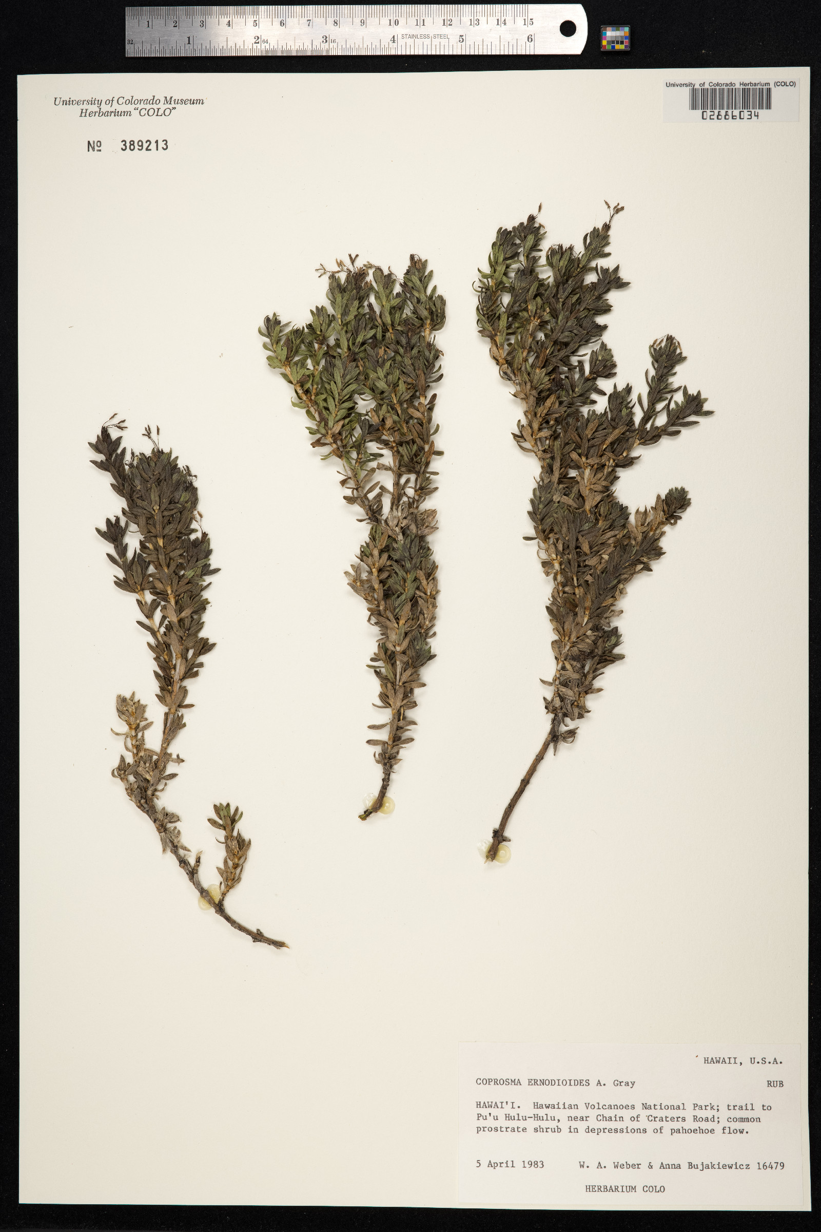 Coprosma ernodeoides image