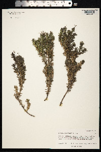 Coprosma ernodeoides image
